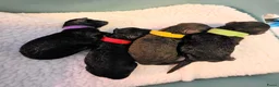 Poedel Toy honden te koop: 4 puppy's van Ginger en Uggy - Advertentie 3
