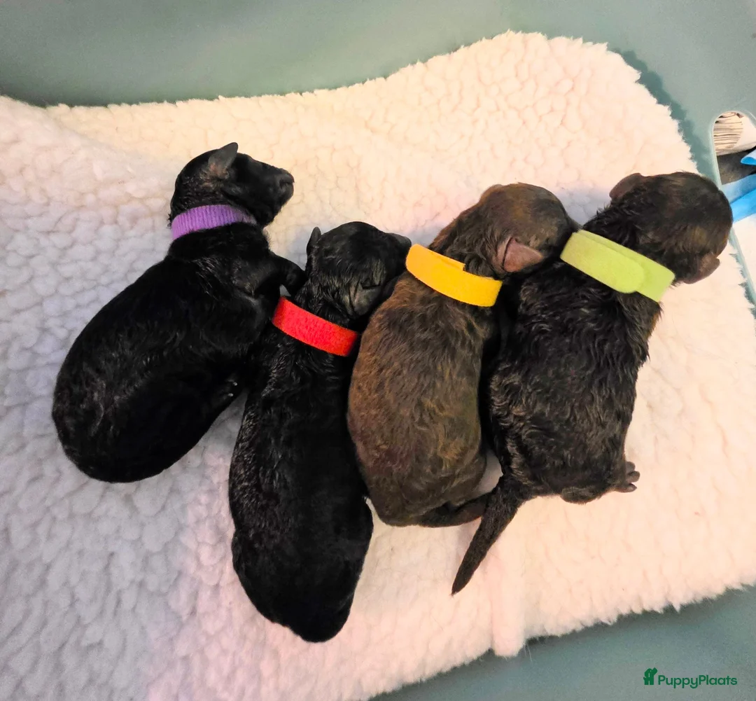 Poedel Toy honden te koop: 4 puppy's van Ginger en Uggy - Advertentie 3