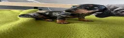 Teckel (korthaar)  honden te koop: Te koop nog 1 reutje kanichen  teckel  - Advertentie 5
