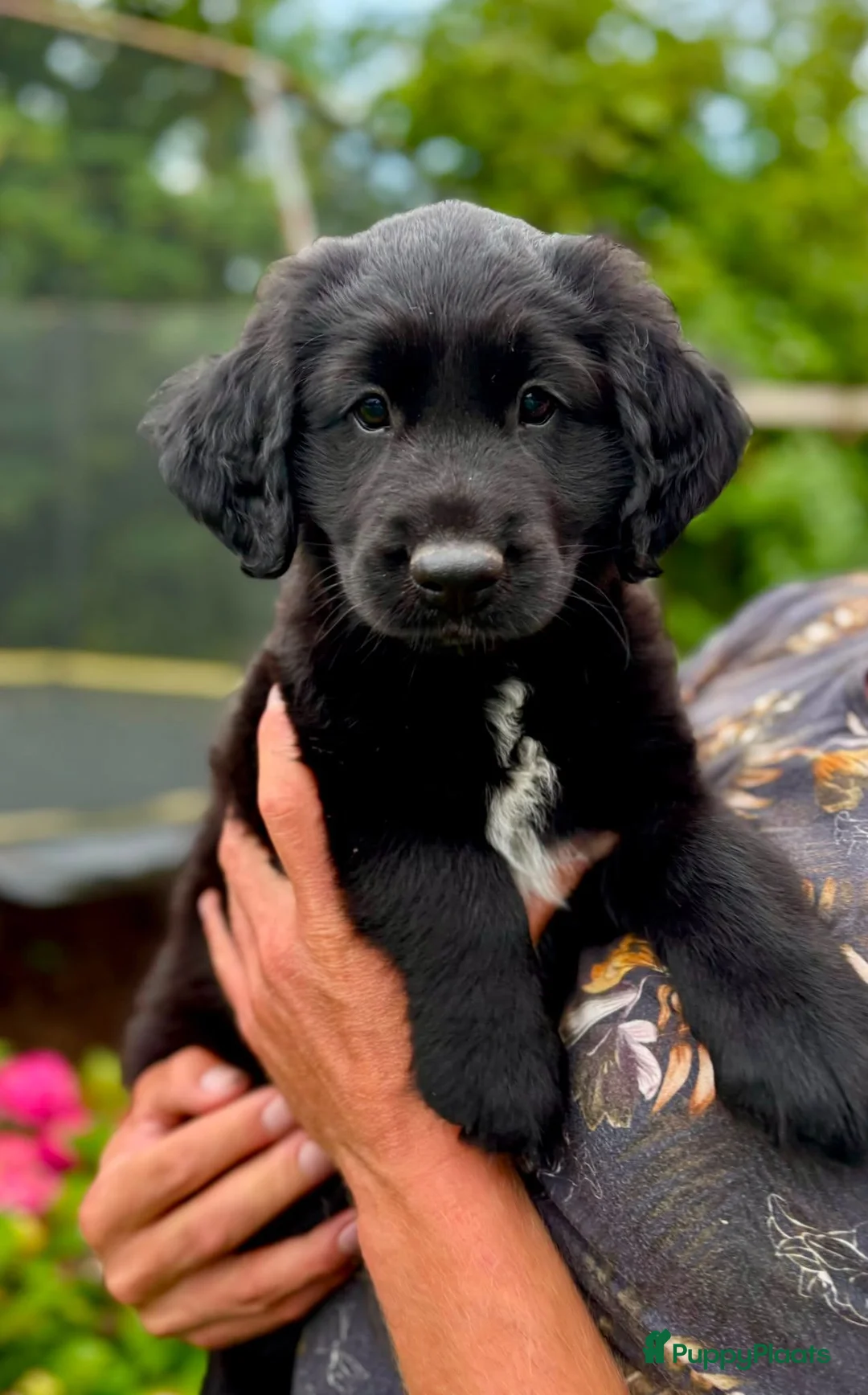 Goldador honden te koop: Prachtige lieve pup! in Westergeast - Advertentie 2