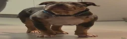 Amerikaanse Bully honden te koop: American Bully pups verwacht (GETEST)  - Advertentie 21