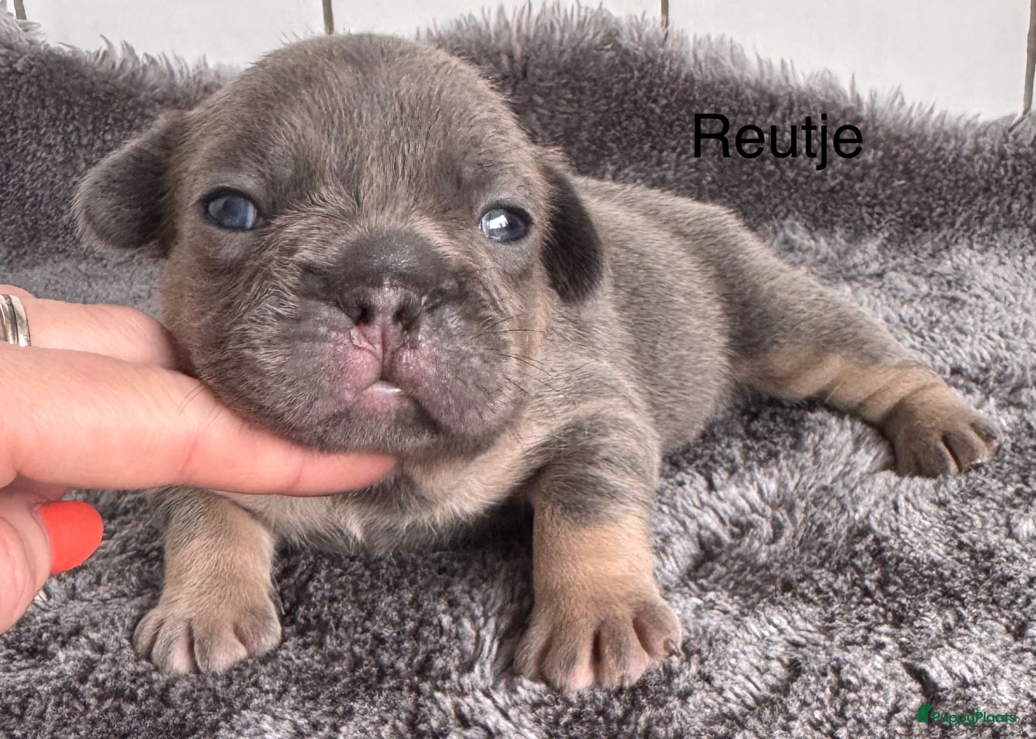 Franse Bulldog honden Prachtig nestje Franse bulldog pups - Advertentie 2