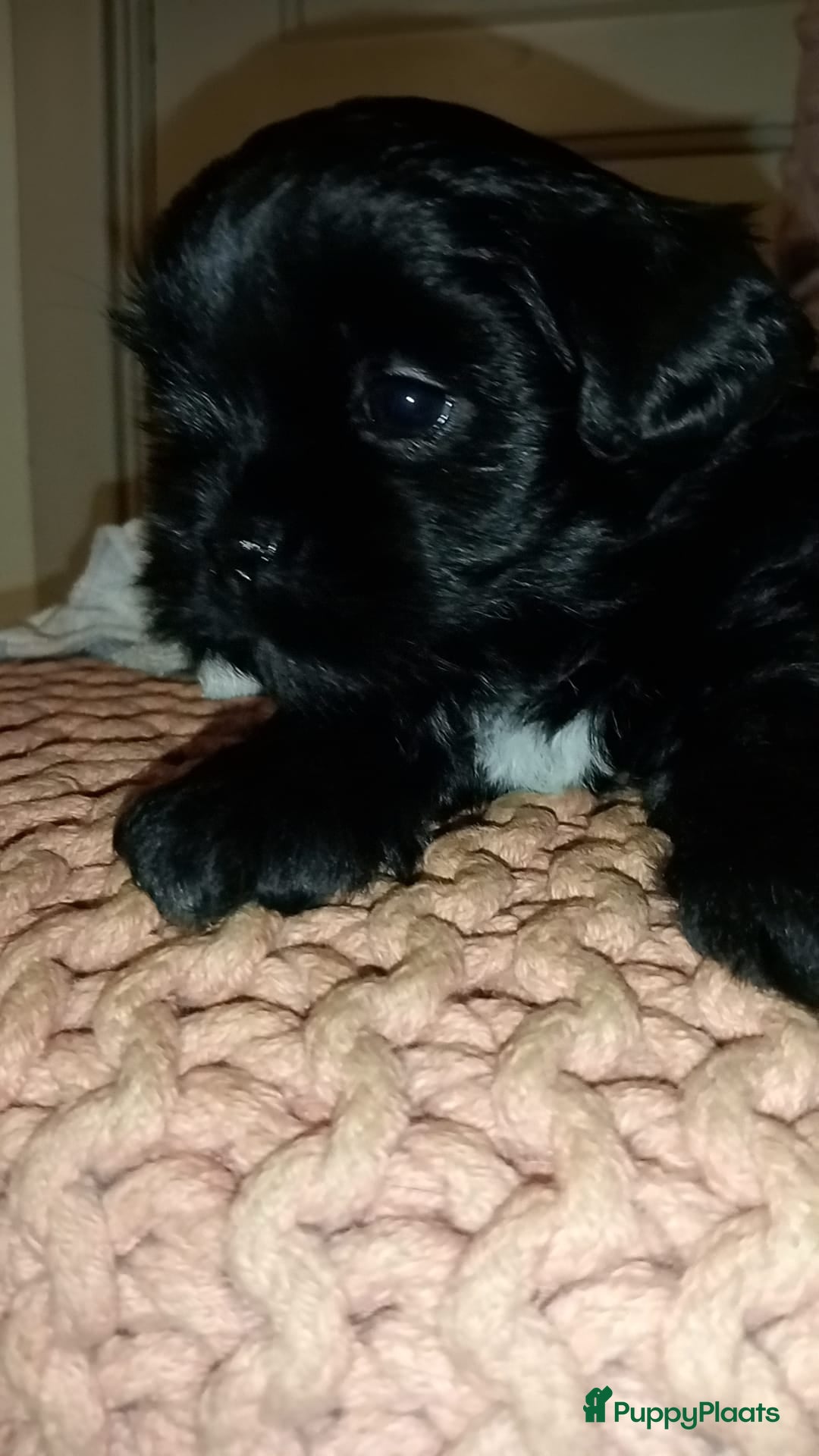 Boomer honden te koop: Super liever Boomer puppy's - Advertentie 3