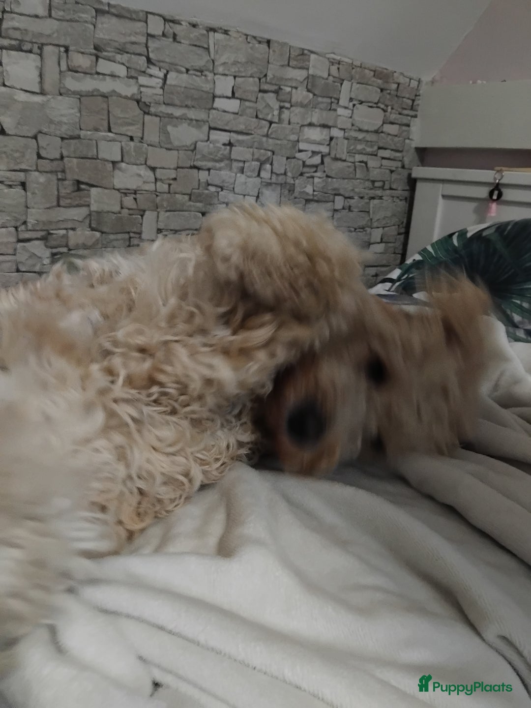 Labradoodle honden te koop: Buddy (Labradoodle 5b) - Advertentie 3