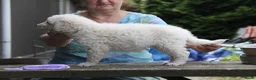Kuvasz honden te koop: **Bijzondere Kuvasz pups uit een droomcombinatie** - Advertentie 7