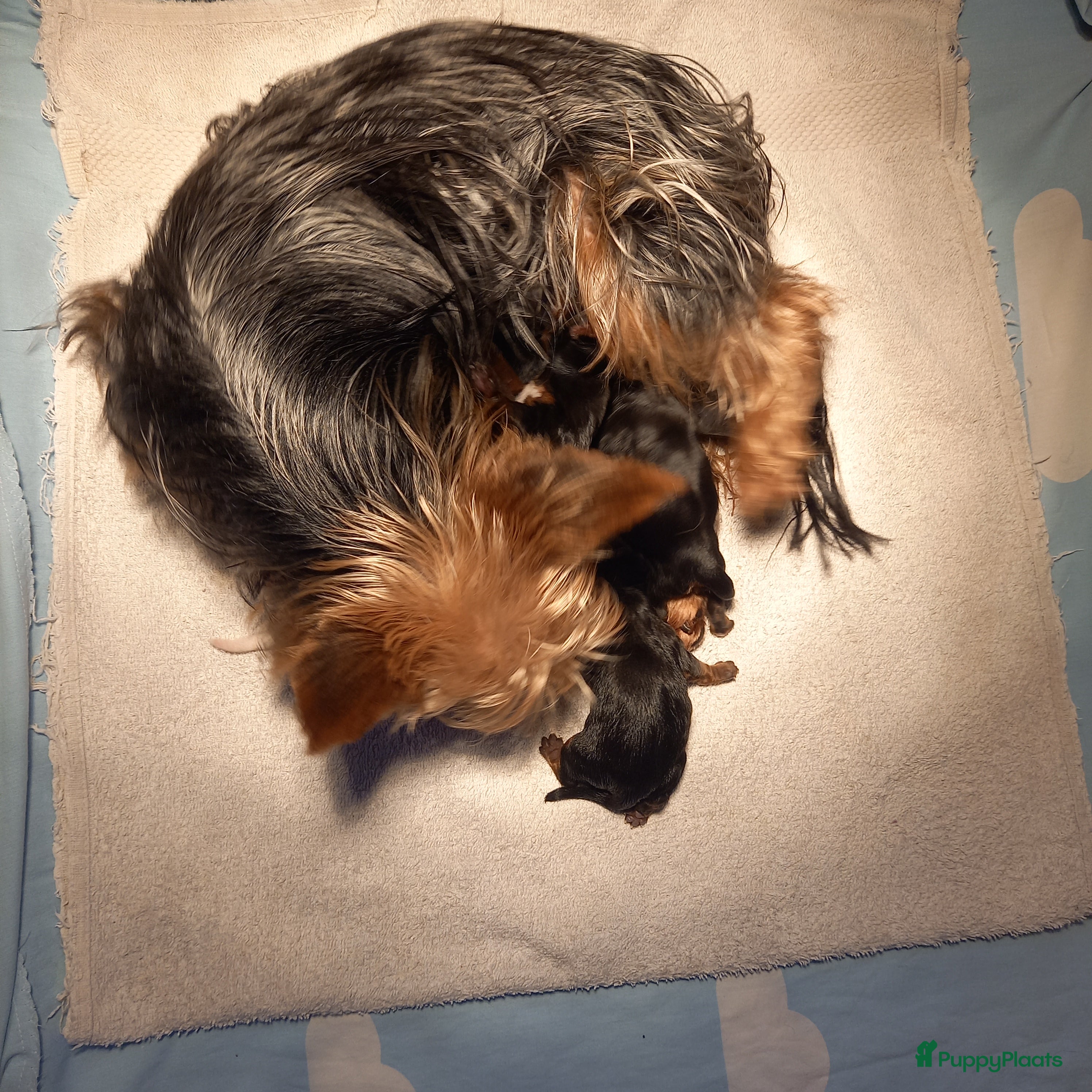 Biewer Terrier honden Biewer Terriër pups in Lievelde - Advertentie 1