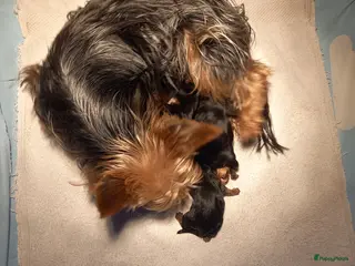 Biewer Terrier honden Biewer / Yorkshire Terriër pups - Advertentie 19