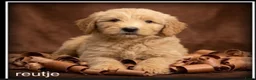 Labradoodle honden te koop: Labradoodle medium pups - Advertentie 4