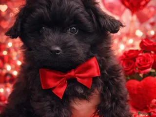 Kruising honden Mini doodle reu - Advertentie 2