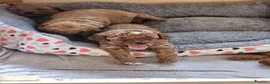 Cockapoo 4