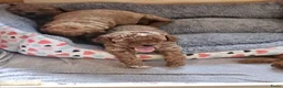 Cockapoo honden te koop: Cockapoo  in Heerhugowaard - Advertentie 8