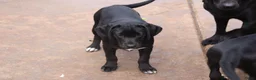 Labrador Retriever honden te koop: leuke labrador pups - Advertentie 5