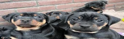 Kruising honden te koop: Carlin Pinscher Pups - Advertentie 16