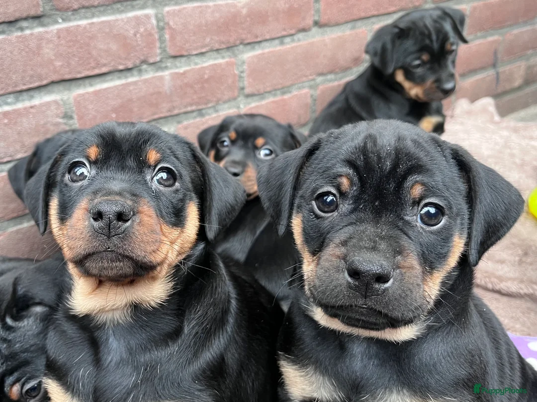 Kruising honden te koop: Carlin Pinscher Pups - Advertentie 16