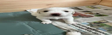 Kruising Puppy 5