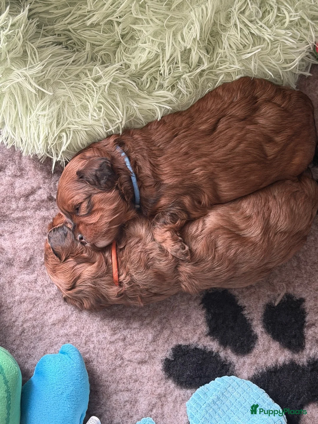 Kruising honden te koop: Lhasapoo  in Aalten - Advertentie 2