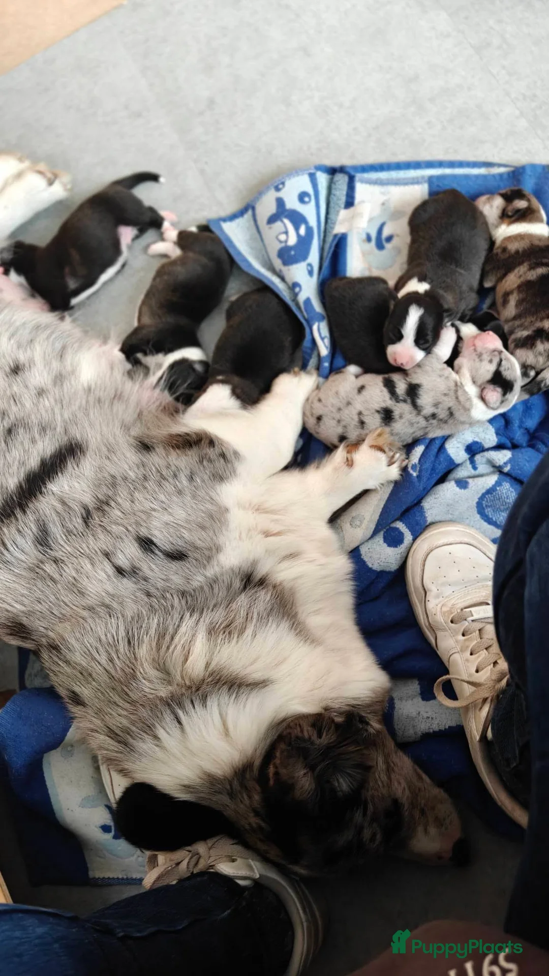 Welsh Corgi Cardigan honden te koop: Welsh cardigan corgi pups in Eersel - Advertentie 2
