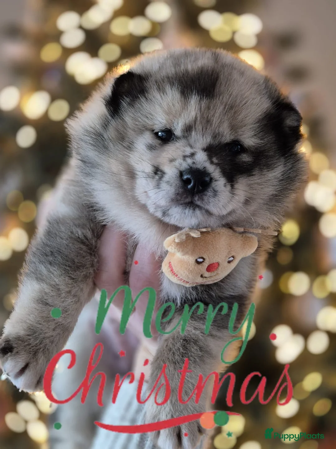 Kruising honden te koop: Prachtige Pomsky x Shiba pups - Advertentie 6