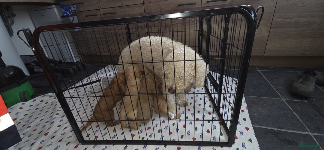 Kruising honden te koop: Mini labradoodle f4 - Advertentie 4