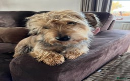 Ruwhaar Teckel honden te koop: 1 Leuke teckelpup black and tan ( TEEFJE )te koop  - Afbeelding 3