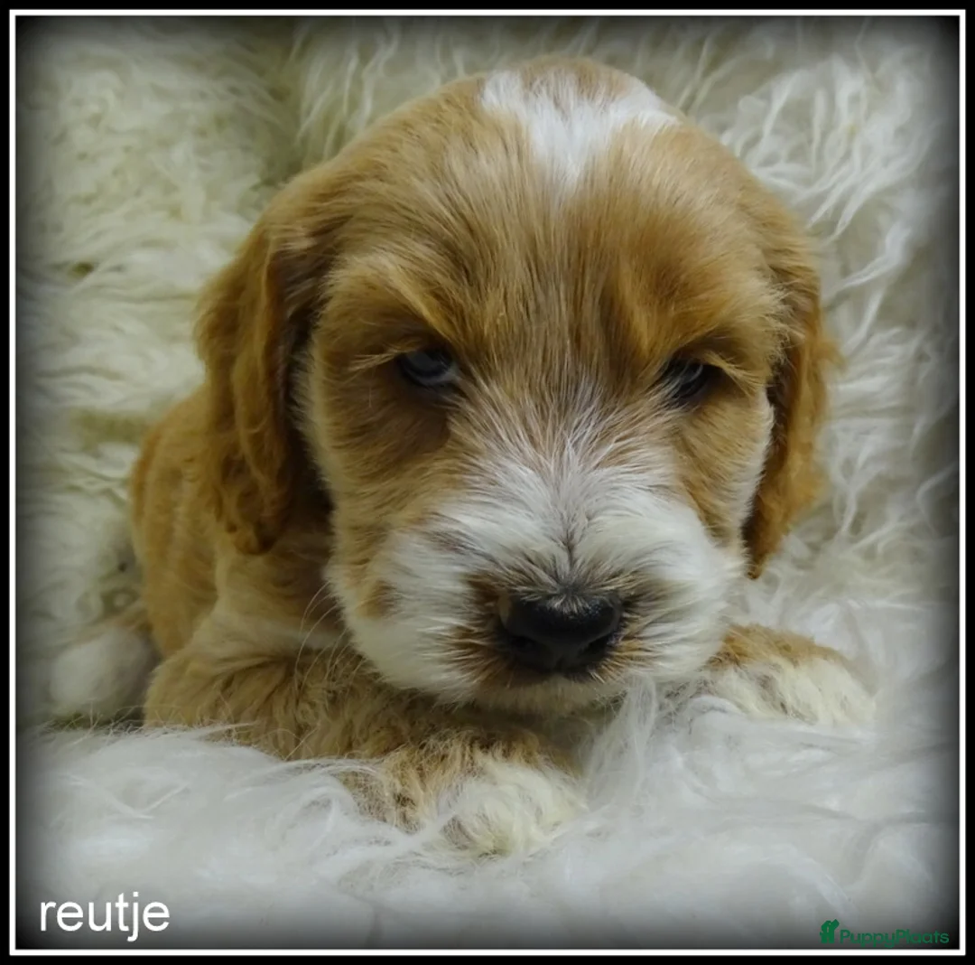 Cockapoo honden te koop: Cockapoo pups - Advertentie 11