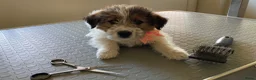 Jack Russel Terriër honden te koop: Ruwharige jack russell pups - Advertentie 4