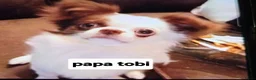 Chihuahua honden te koop: Lieve langharige knuffel chihuahua  - Advertentie 7
