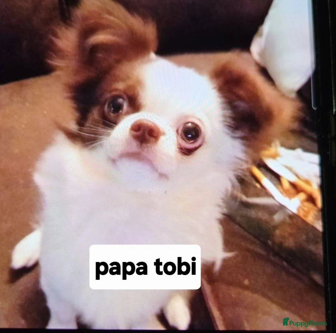 Chihuahua honden te koop: Lieve langharige knuffel chihuahua  - Advertentie 7