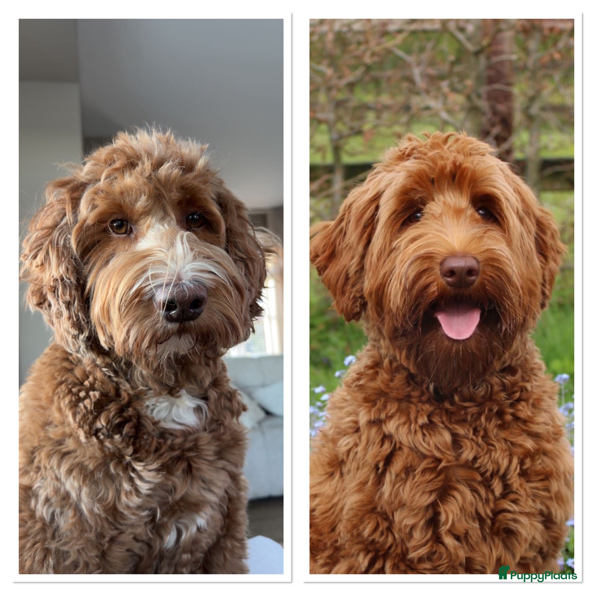 Australian Labradoodle honden 🐾 PUPPY’S VERWACHT VAN SUUS & BILLY 🐾 - Advertentie 17