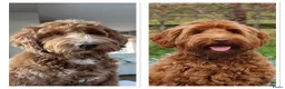 Australian Labradoodle honden te koop: 🐾 PUPPY’S VERWACHT VAN SUUS & BILLY 🐾 - Advertentie 1