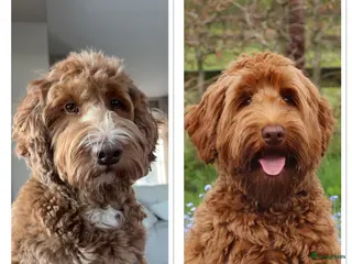 Australian Labradoodle honden PUPPY’S VERWACHT VAN SUUS & BILLY 🐾 - Advertentie 2