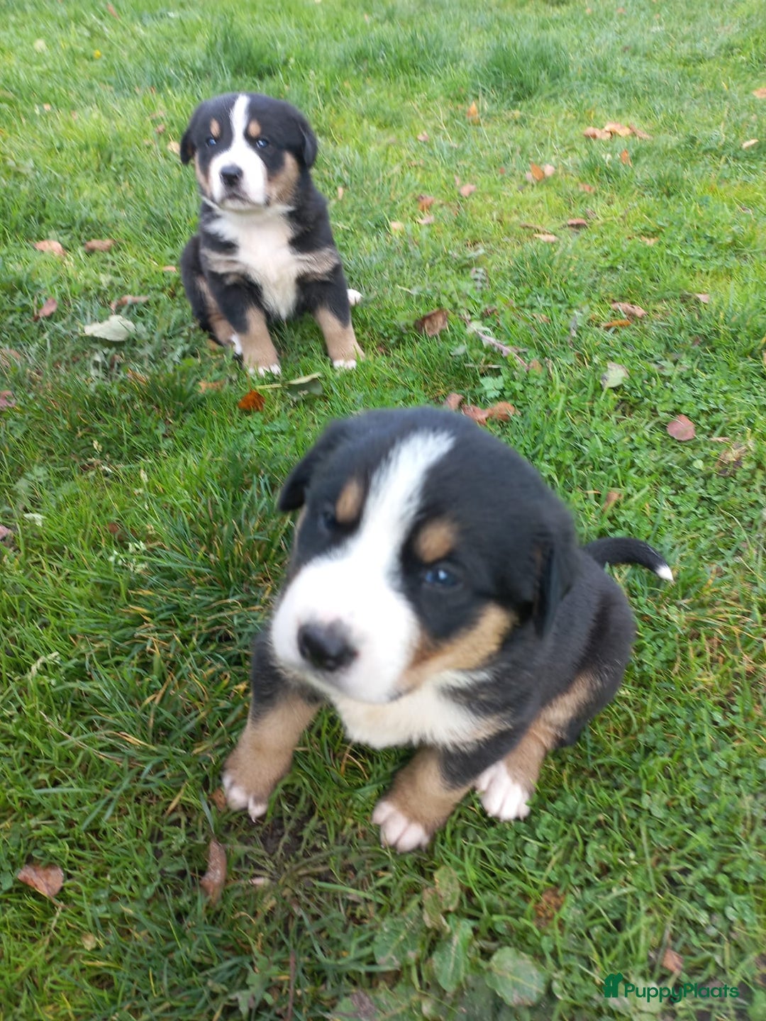 Grote Zwitserse Sennenhond honden te koop: Grote Zwitserse Sennenhond pups, raszuiver - Advertentie 2