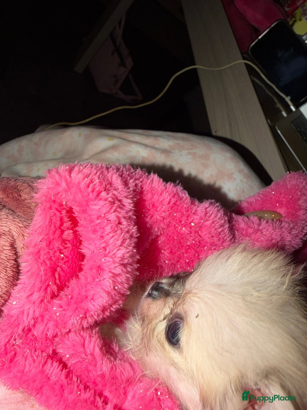 Pomchi honden te koop: Mooie pomchi - Advertentie 8