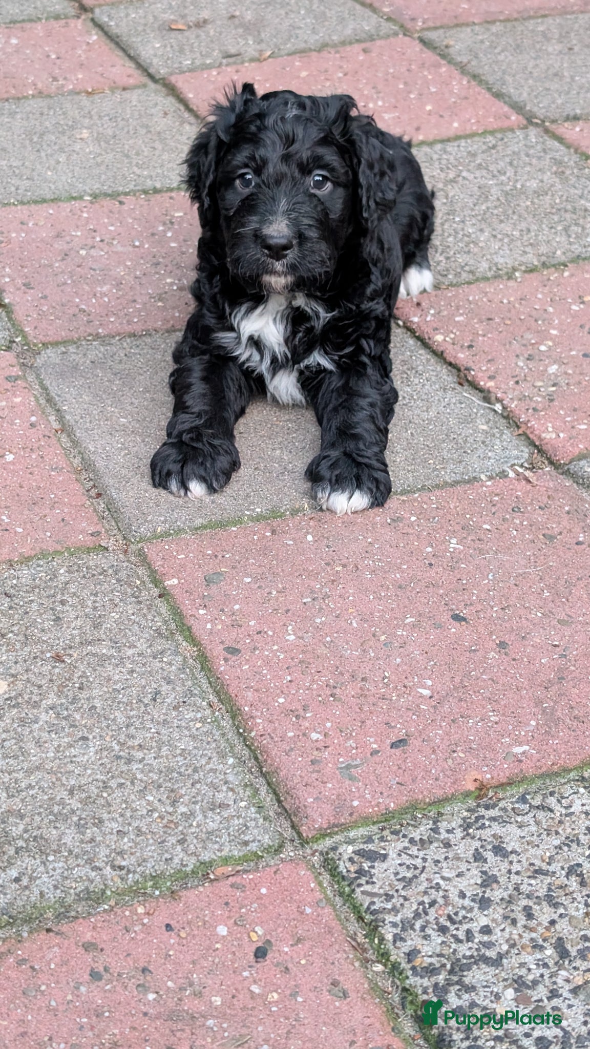 Bernedoodle honden te koop: Bernedoodle pups (Koningspoedel x Berner Sennen) in Nunspeet - Advertentie 1