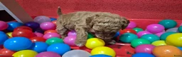 Cockapoo honden te koop: Cockapoo pupjes uit geteste ouders - Advertentie 6