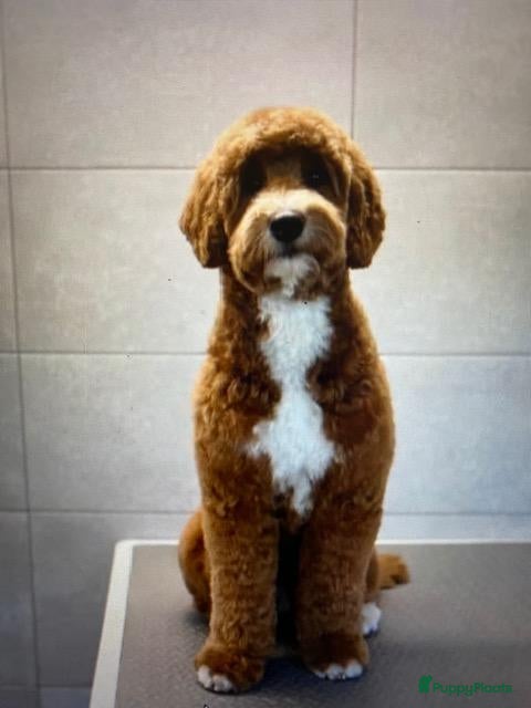 Labradoodle honden  Medium Labradoodle pups  zoeken gouden mandje - Advertentie 2