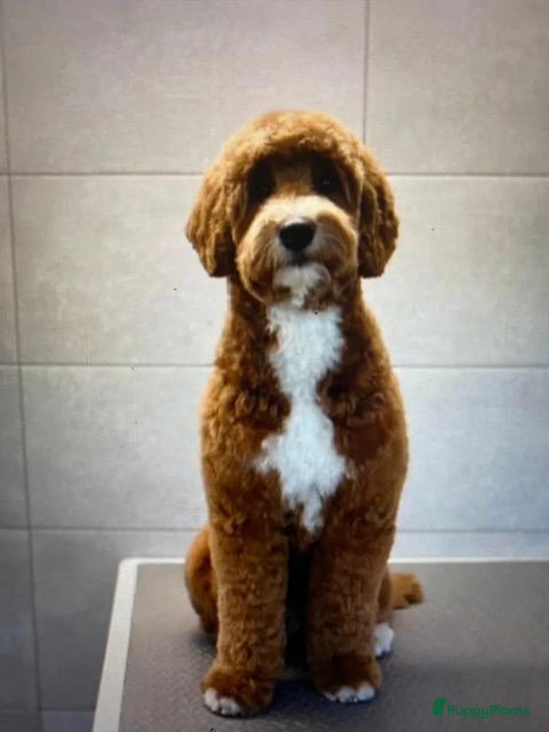 Labradoodle honden te koop:  Medium Labradoodle pups  zoeken gouden mandje - Advertentie 2