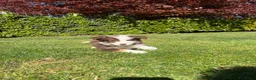 Kruising honden te koop: Australian Shepherd x Border Collie pups - Advertentie 20