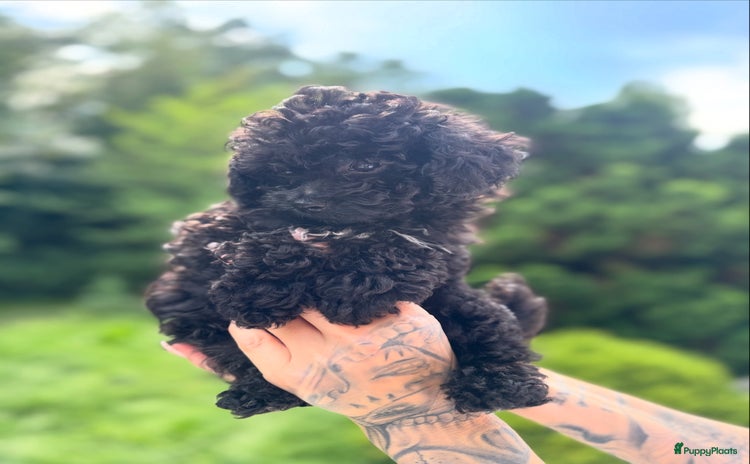 Poedel Toy honden - Advertentie 9
