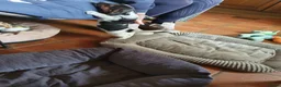 Jack Russel Terriër honden te koop: Speelse gezonde RASZUIVER JACK RUSSELpups LAAGBEEN - Advertentie 13