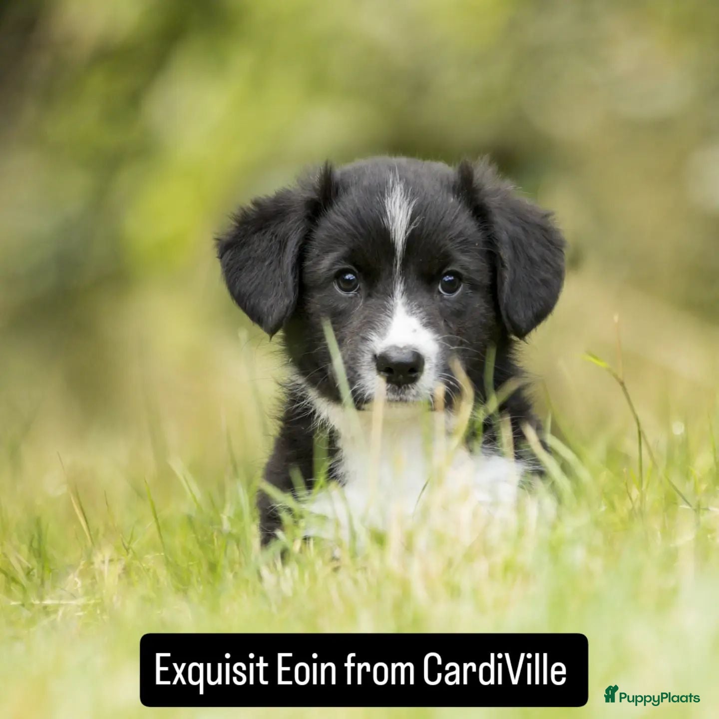 Welsh Corgi Cardigan honden Welsh Corgi Cardigan reutje - Advertentie 4
