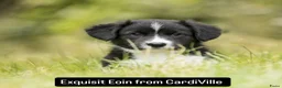 Welsh Corgi Cardigan honden te koop: Welsh Corgi Cardigan reutje - Advertentie 1