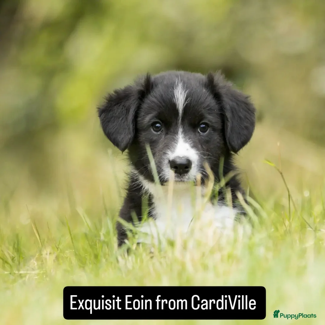Welsh Corgi Cardigan honden te koop: Welsh Corgi Cardigan reutje - Advertentie 1