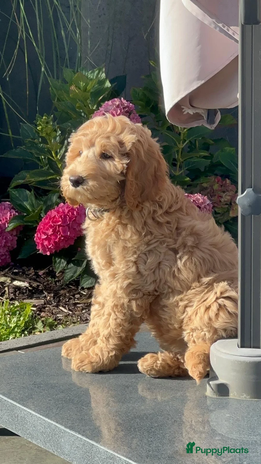 Labradoodle honden ter dekking: KNAPPE AUSTRALIAN LABRADOODLE DEKREU in Breda - Advertentie 32