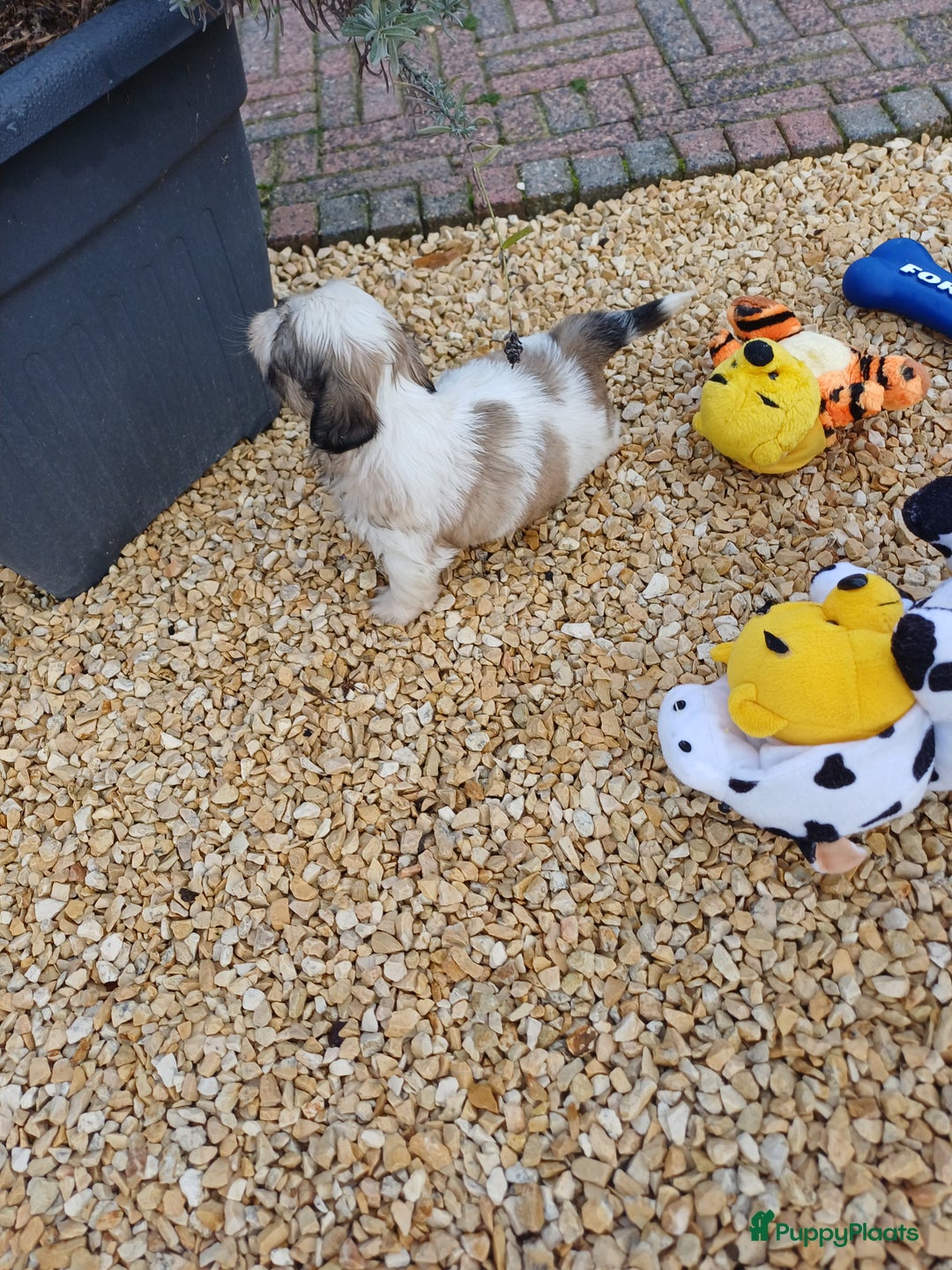 Shih Tzu honden te koop: leuke lieve ras zuiver shih tzu pups - Advertentie 26