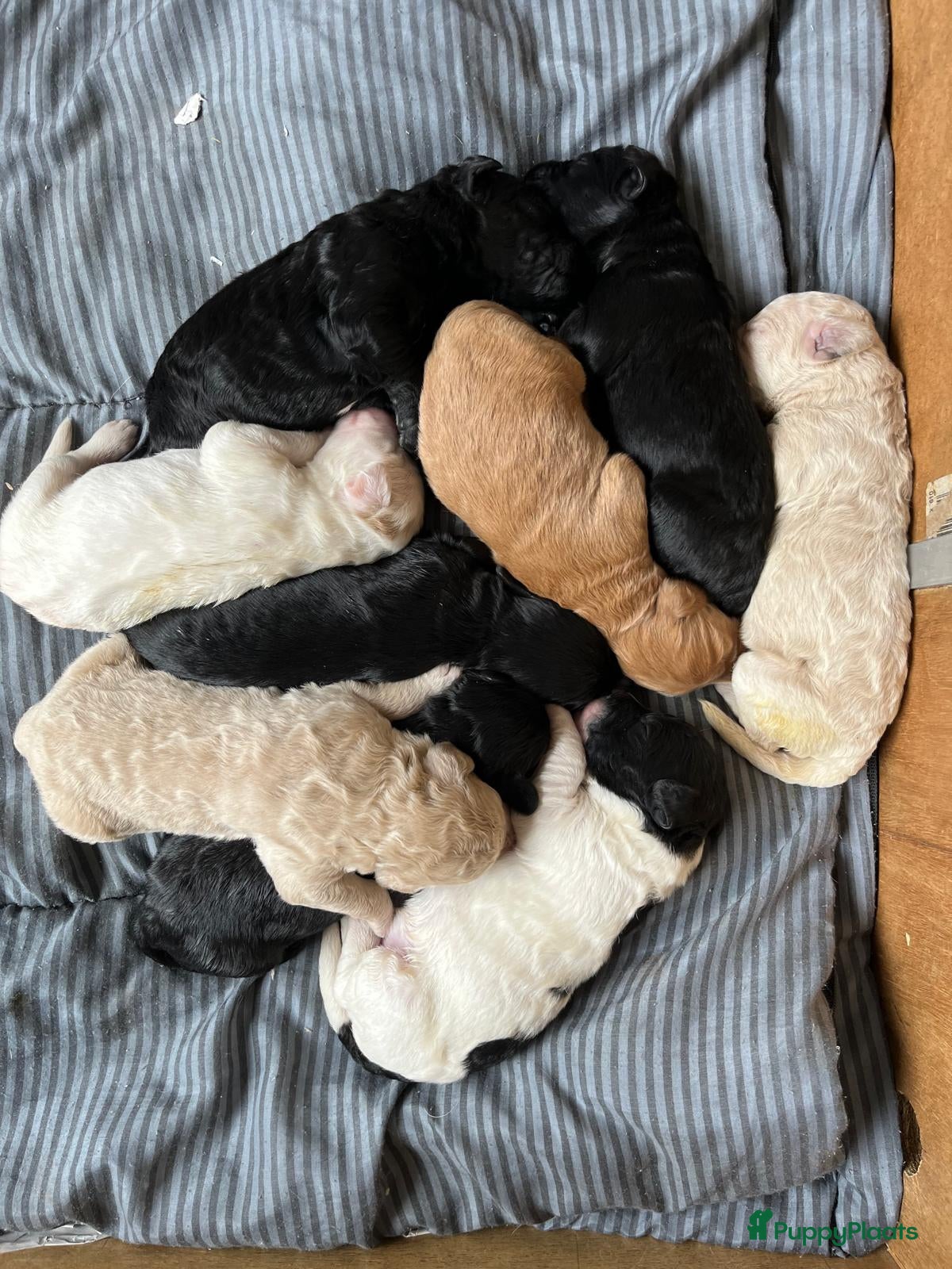 Kruising honden exclusieve Dubbel Doodle pups geboren! - Advertentie 1