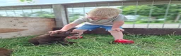 Labrador Retriever honden te koop: Raszuivere bruine labrador pups  - Advertentie 39