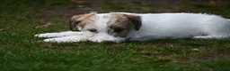 Jack Russel Terriër honden te koop: Jack Russell terrier met stamboom  - Advertentie 2