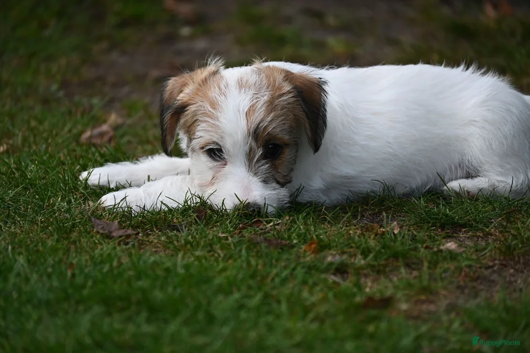 Jack Russel Terriër honden te koop: Jack Russell terrier met stamboom  - Advertentie 2