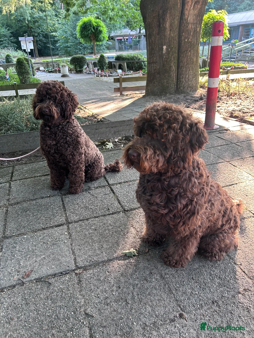 Australian Labradoodle honden te koop: Medium Cobberdog/Australian Labradoodle nestaank - Advertentie 7